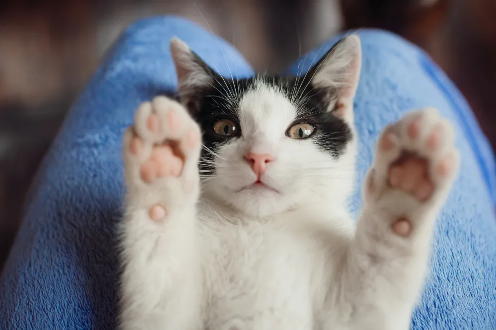 A black and white cat sitting on top of a blue chair.