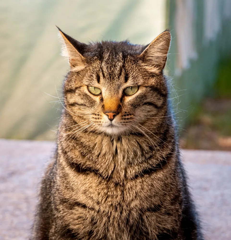 A close up of a cat sitting on the ground.