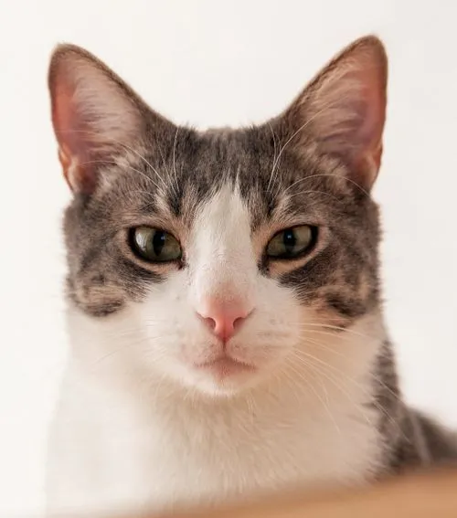 A close up of a cat looking at the camera.